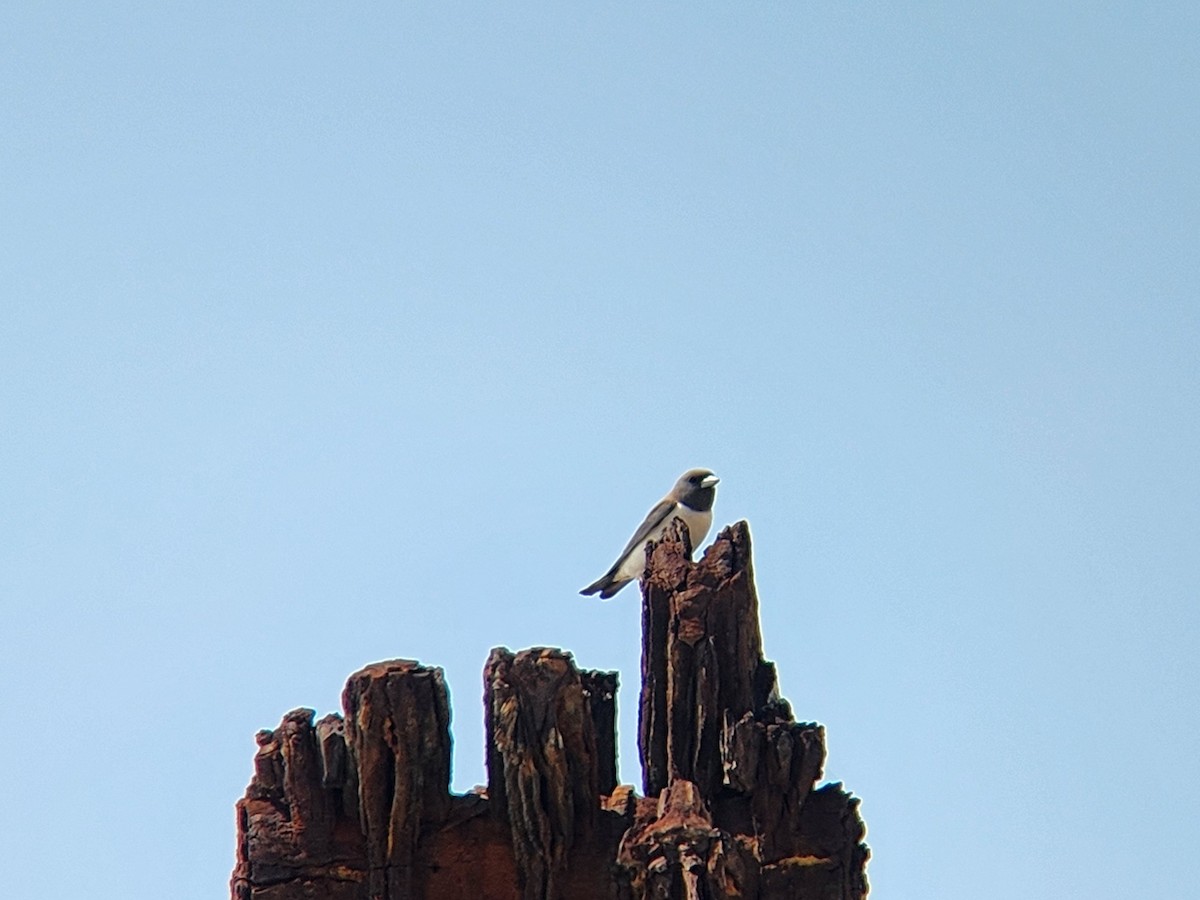 White-breasted Woodswallow - ML624822105