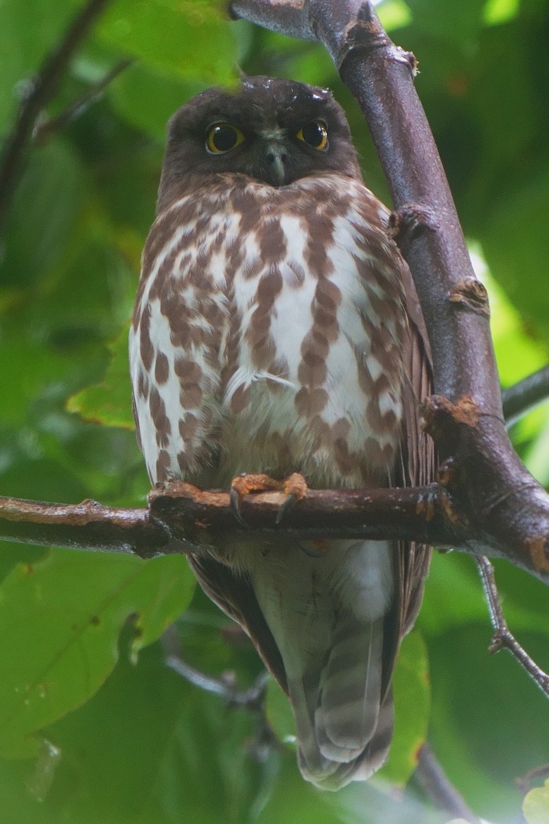 sovka severní - ML624822165