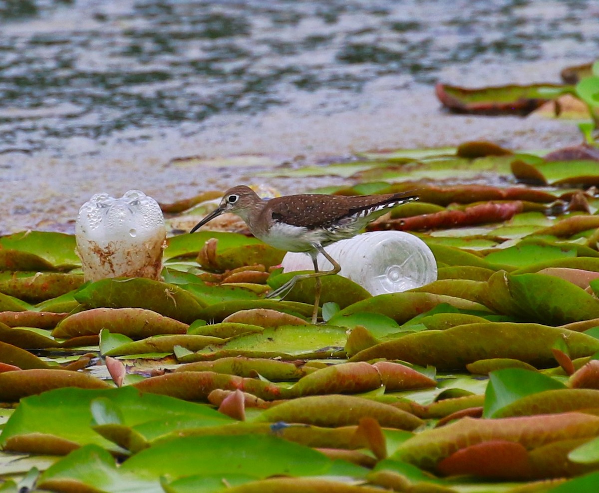 Solitary Sandpiper - ML624822169