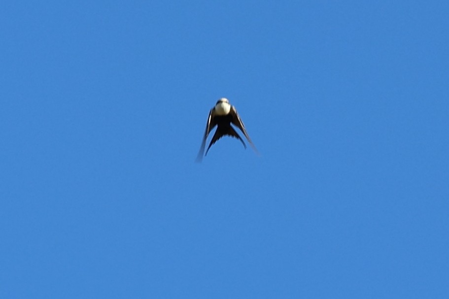 White-backed Swallow - ML624822202