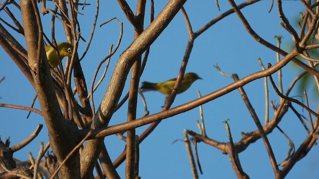 Australian Yellow White-eye - ML624822205