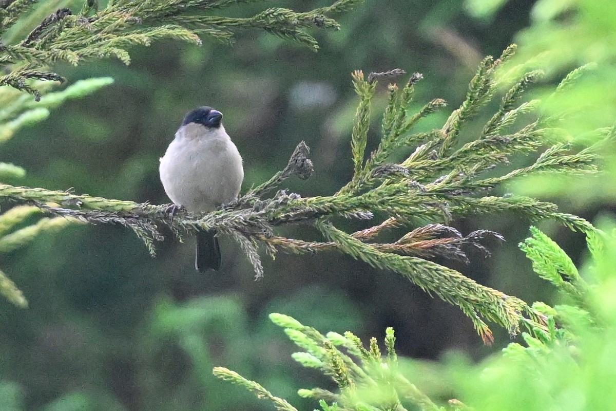 Azores Bullfinch - ML624822224