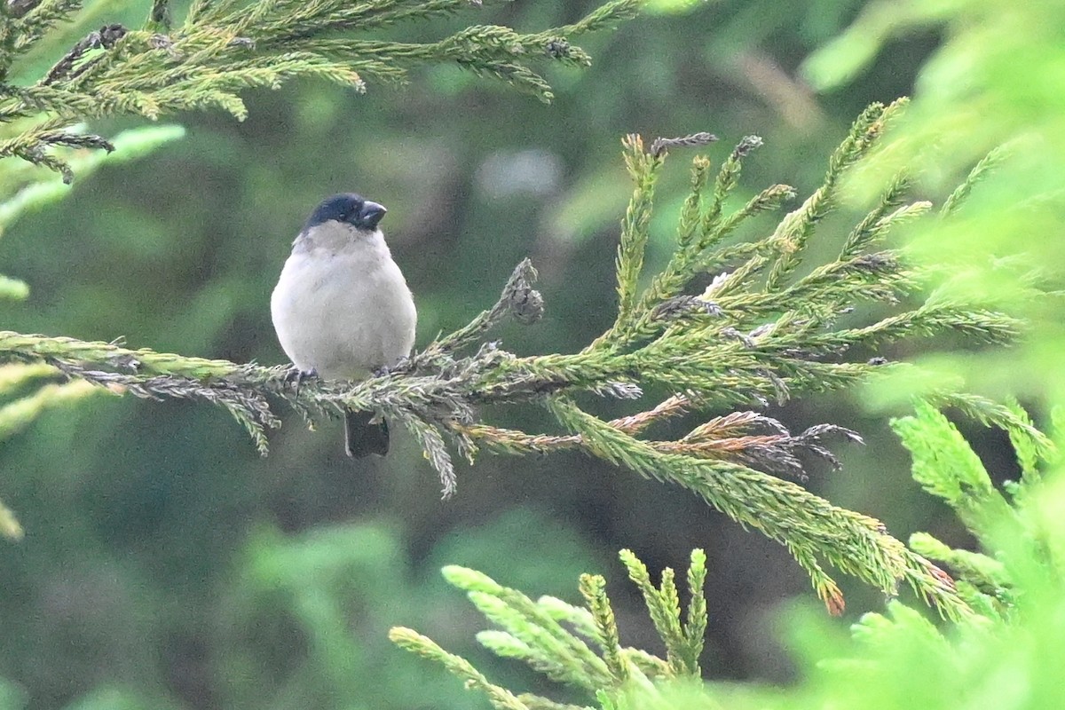 Azores Bullfinch - ML624822226