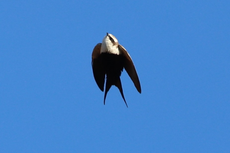 White-backed Swallow - ML624822246
