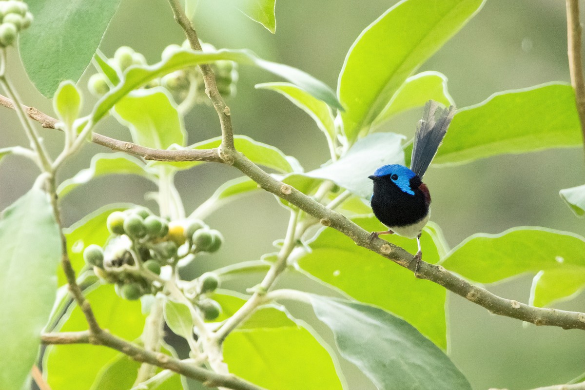 Variegated Fairywren - ML624822311