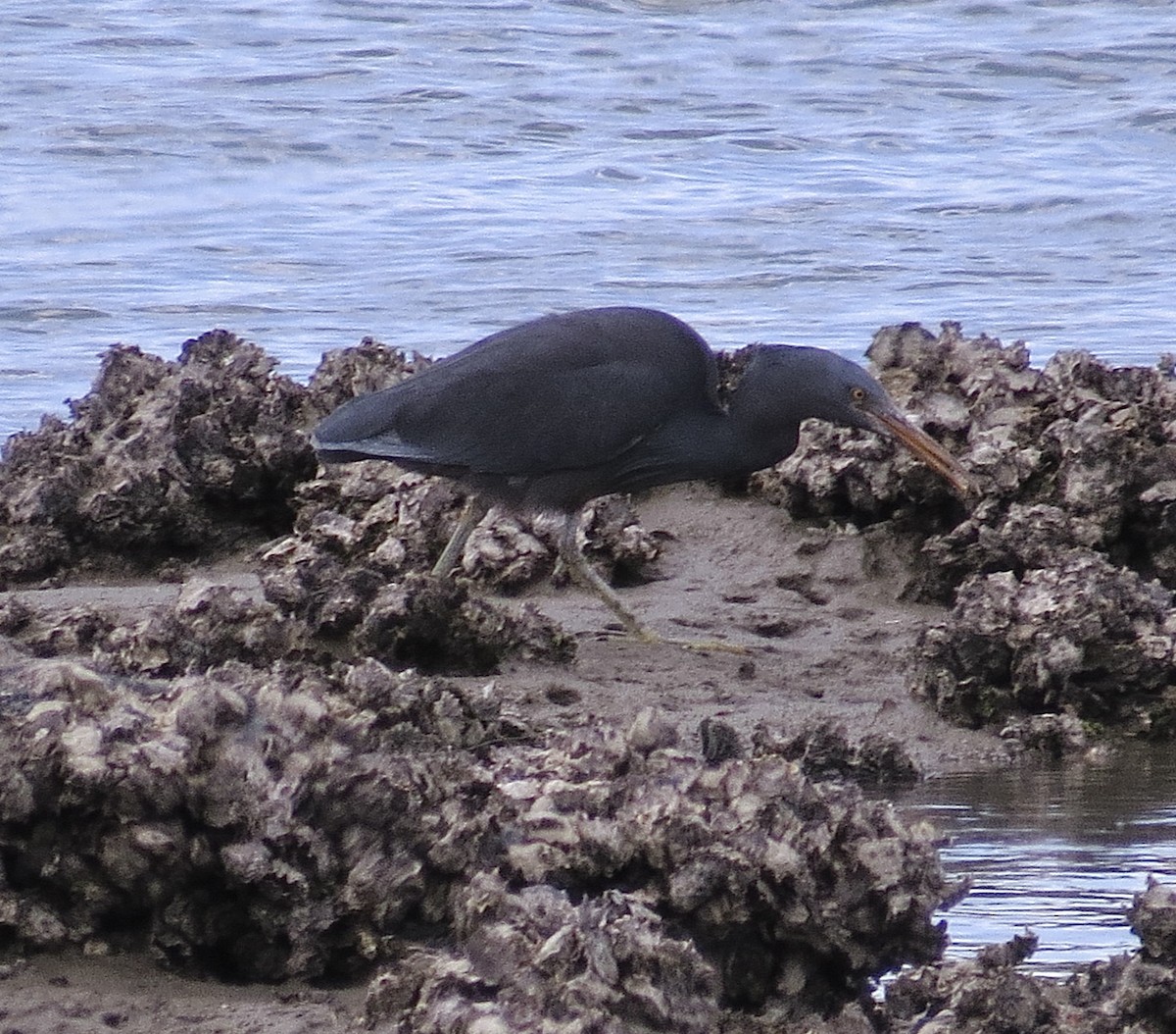 Garceta de Arrecife - ML624822542