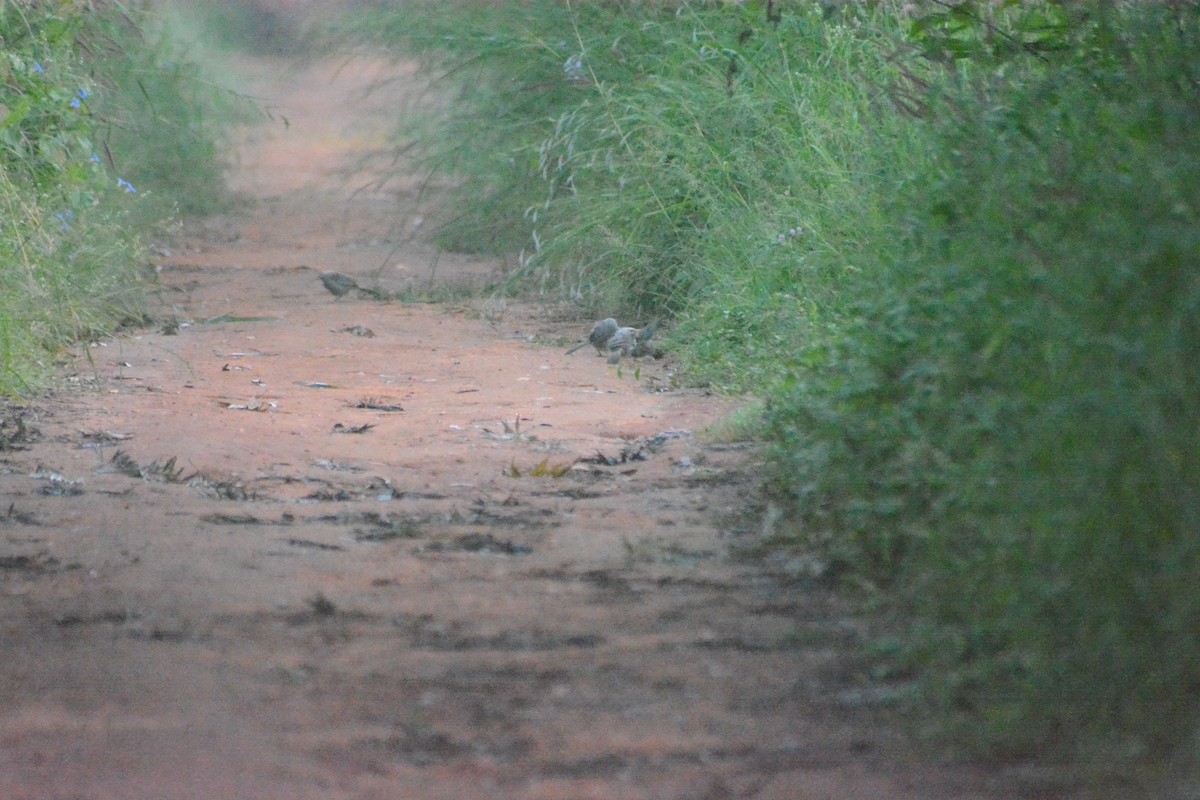 Yellow-billed Babbler - ML624822561