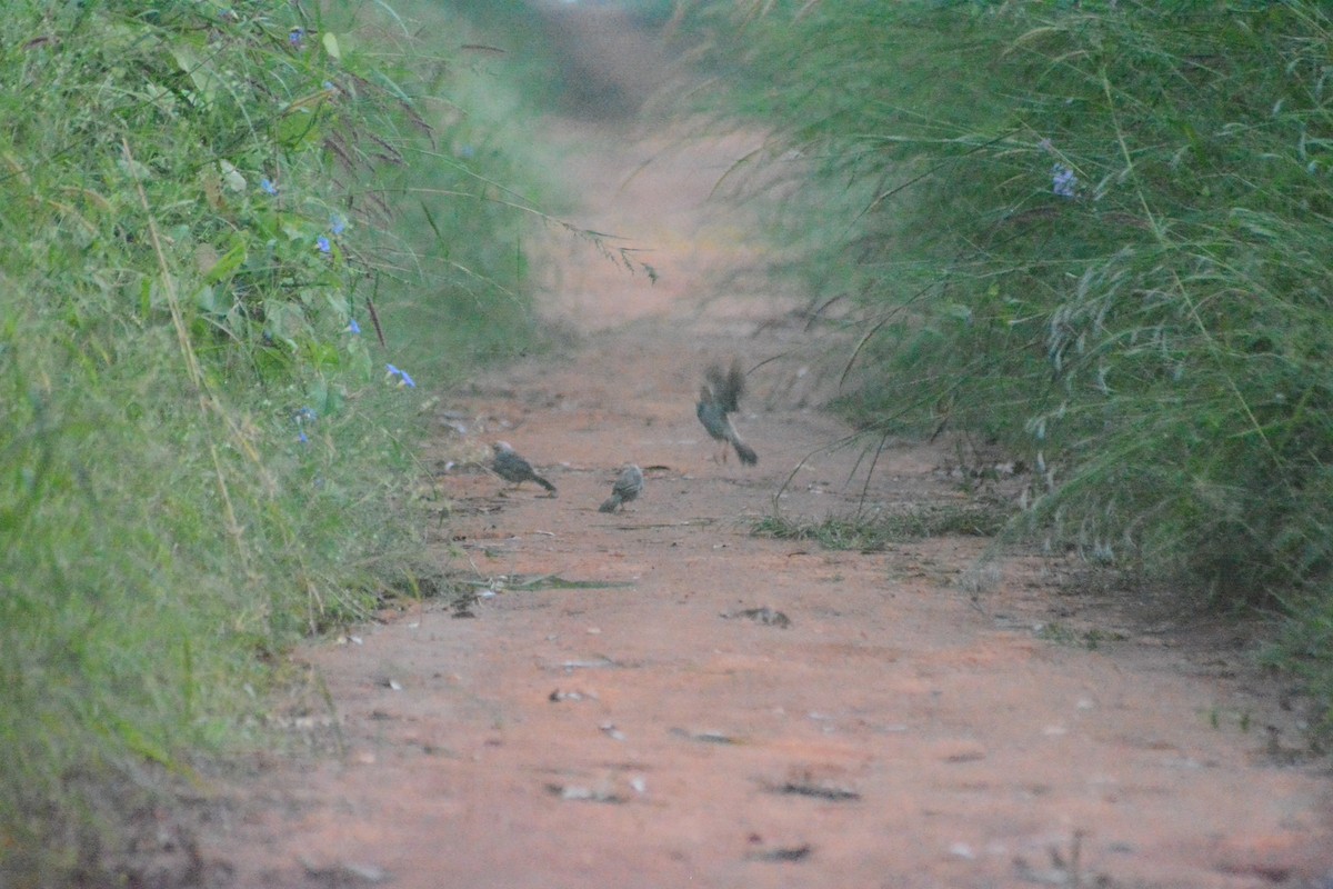 Yellow-billed Babbler - ML624822562
