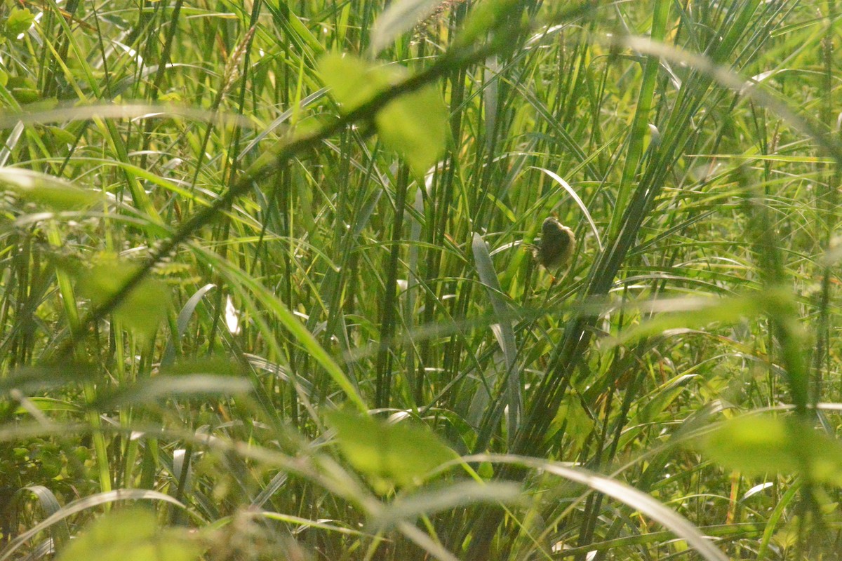 Ashy Prinia - ML624822593