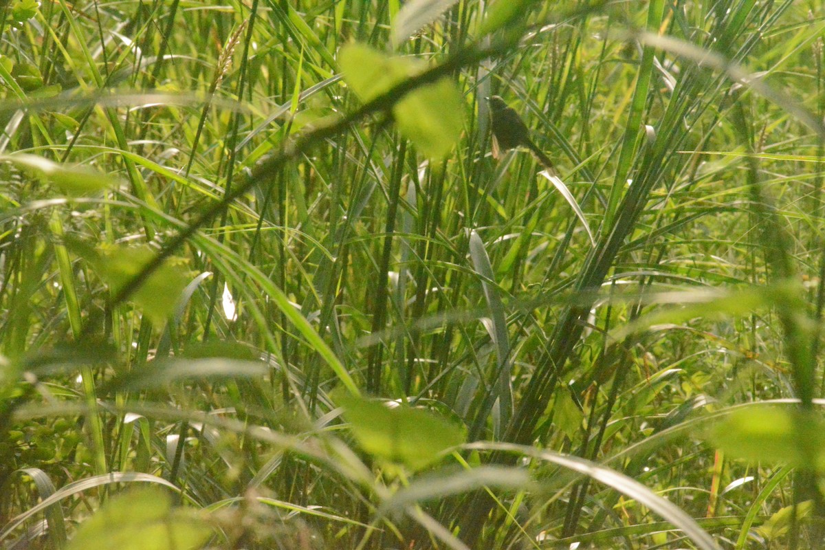 Ashy Prinia - ML624822594