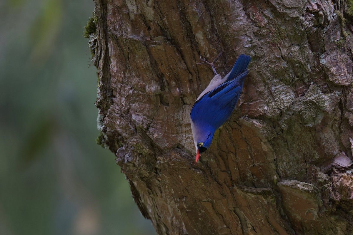 Velvet-fronted Nuthatch - ML624822687