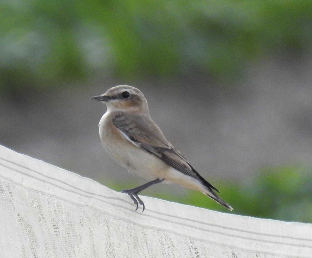 ハシグロヒタキ - ML624822794