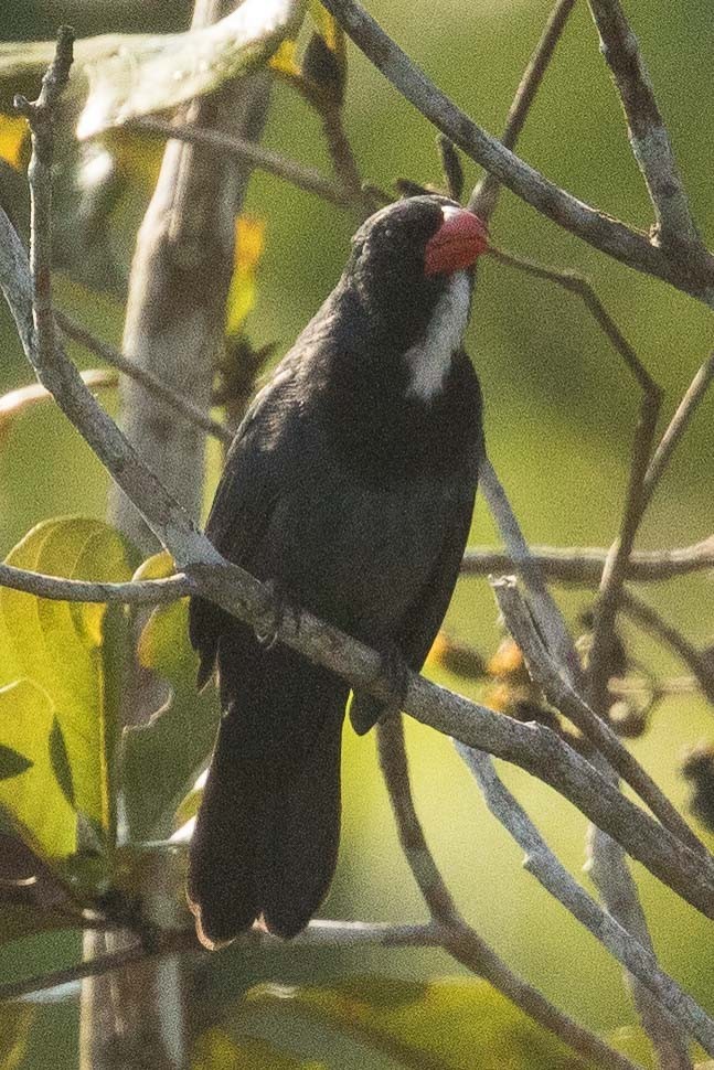 Slate-colored Grosbeak - Eric VanderWerf