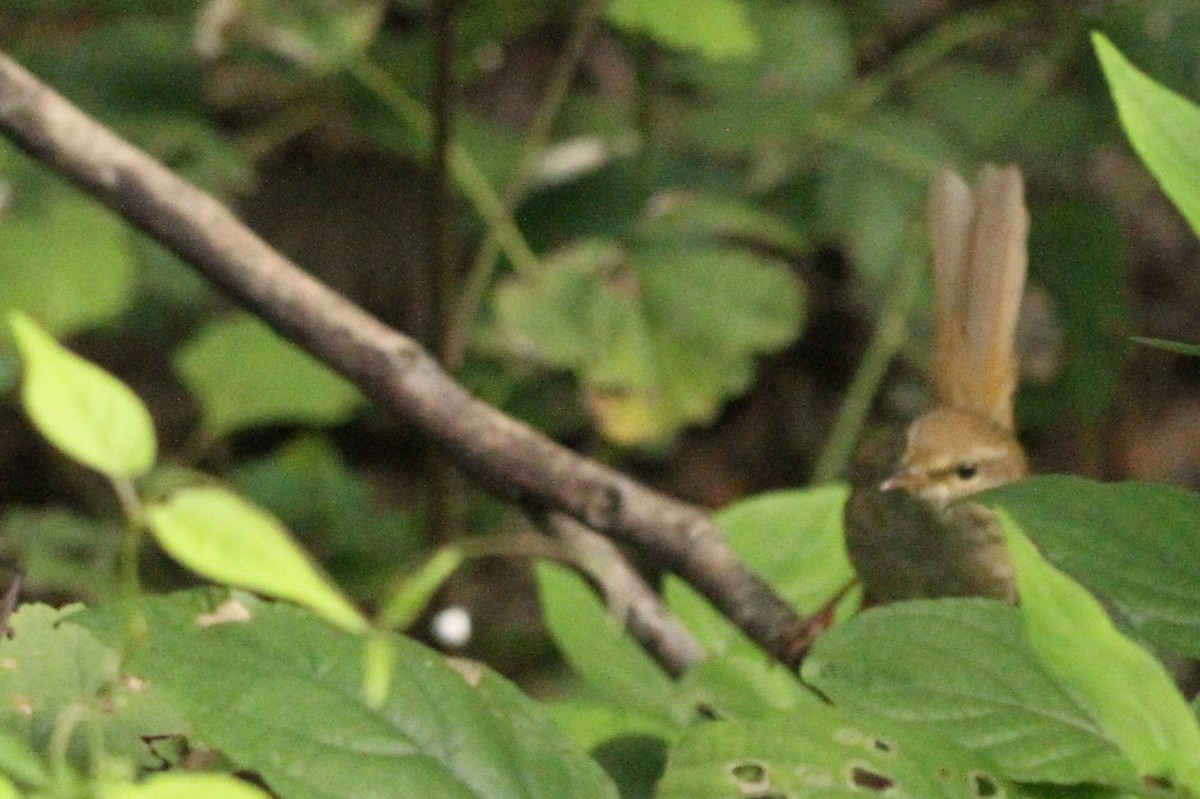 Brownish-flanked Bush Warbler - Richard Davis