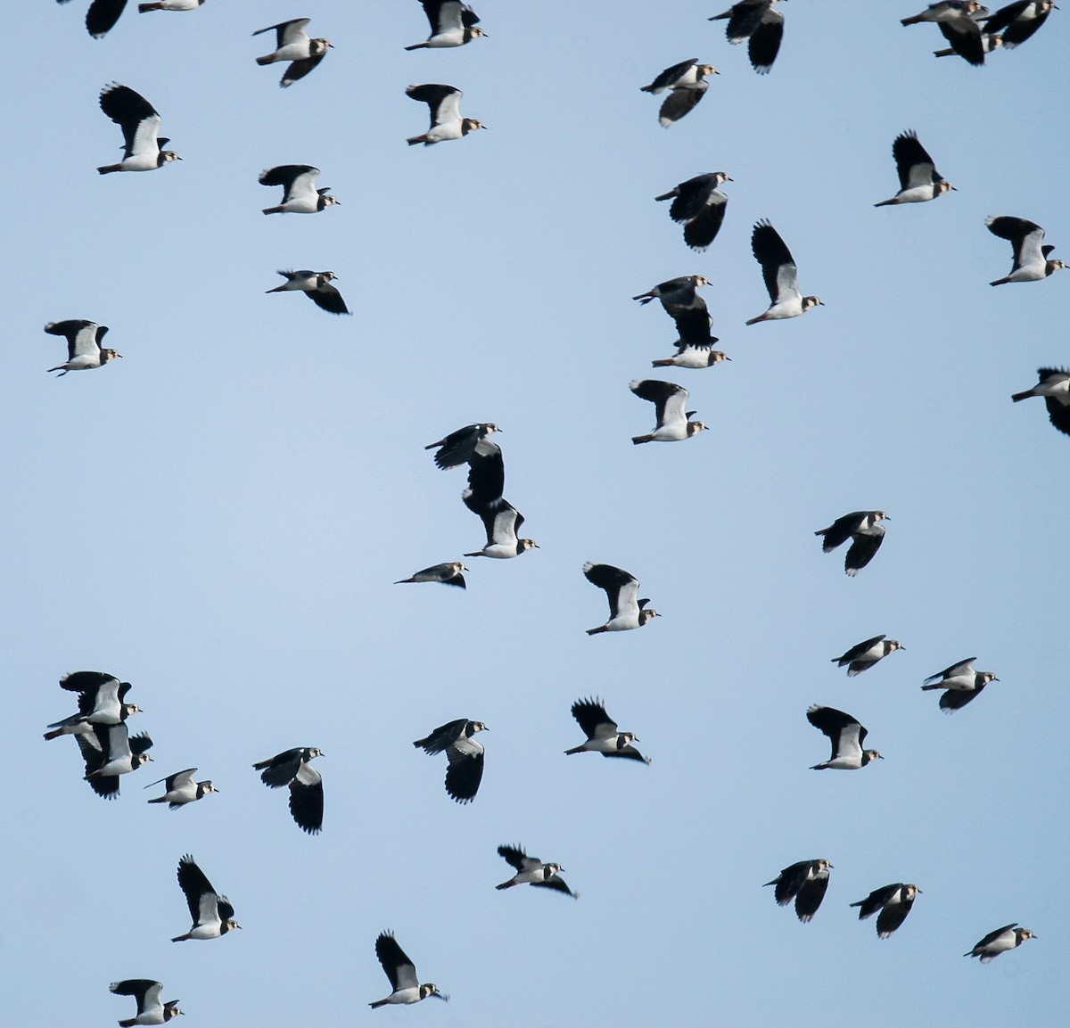 Northern Lapwing - ML624823063