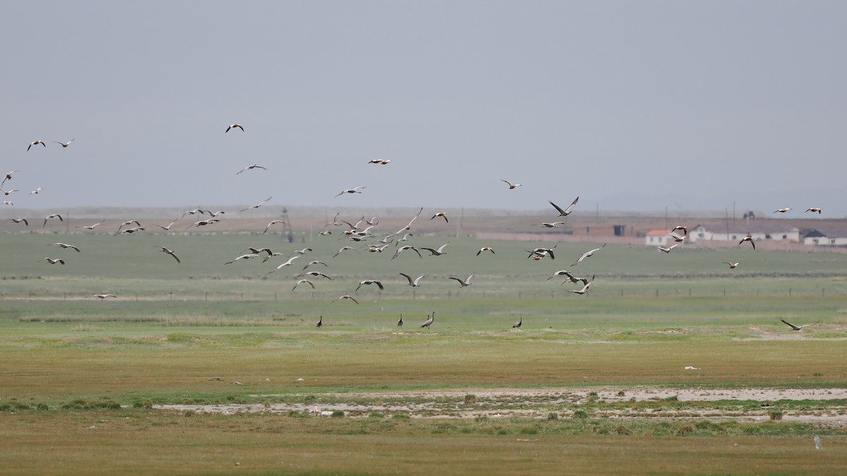 Demoiselle Crane - ML624823071