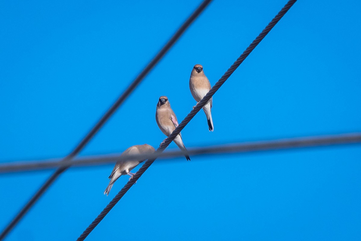 Desert Finch - ML624823097