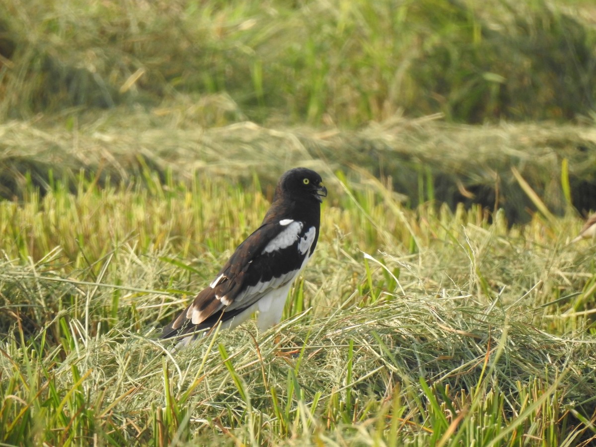 Pied Harrier - ML624823432
