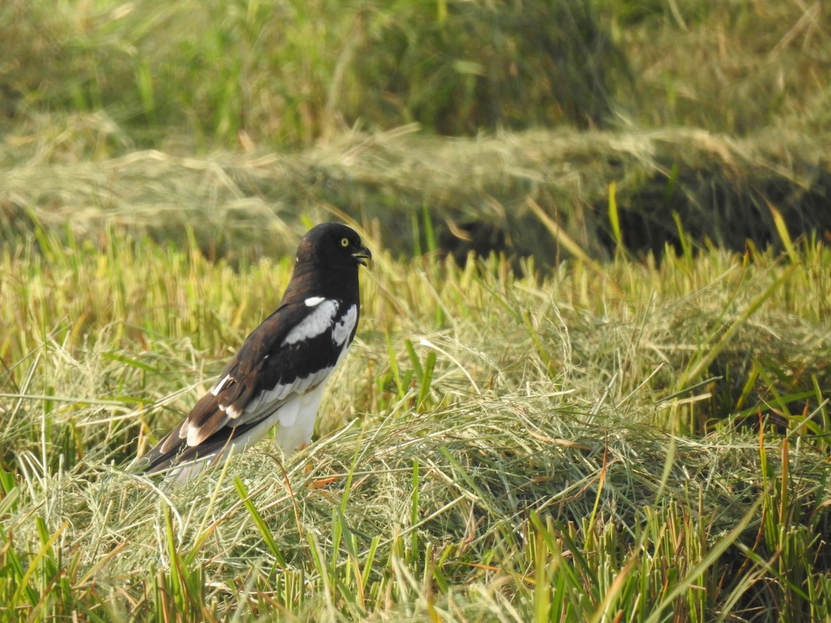 Pied Harrier - ML624823433