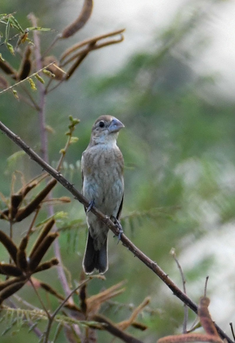 Blue Grosbeak - ML624823490