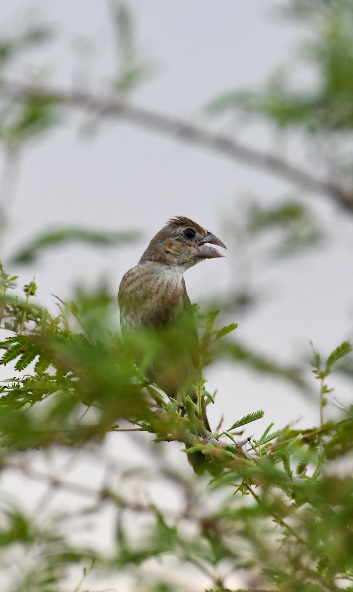 Blue Grosbeak - ML624823491