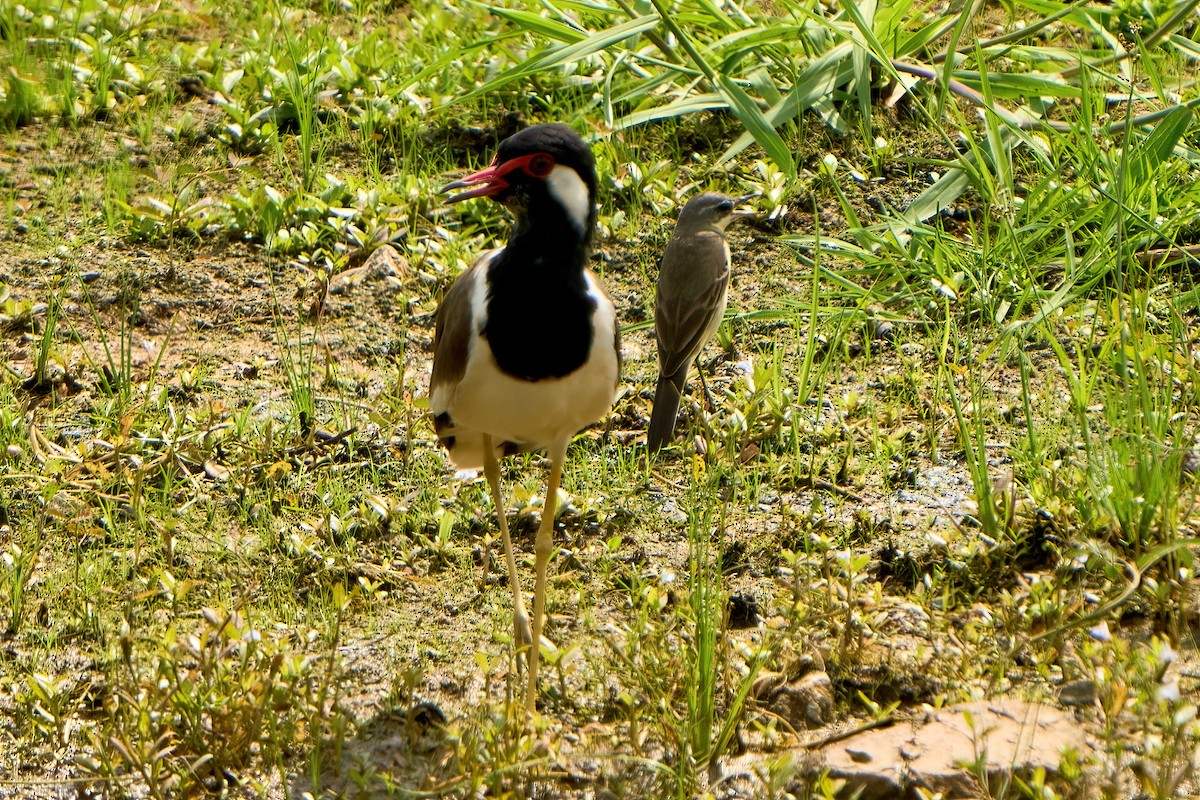 Eastern Yellow Wagtail - ML624823527