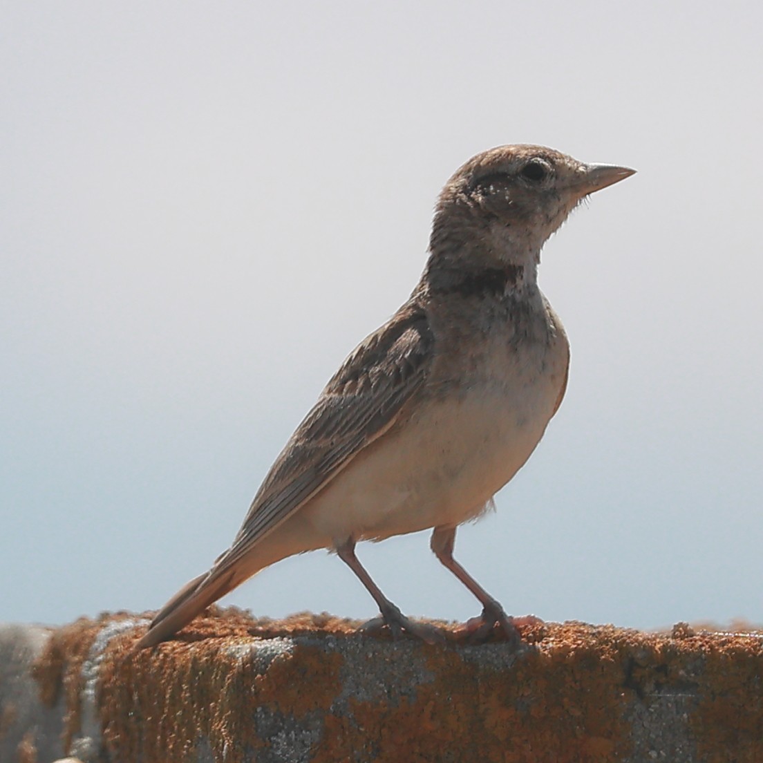 Kalandria eurasiarra - ML624823721