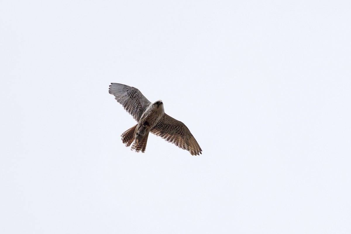 Saker Falcon - Paul French