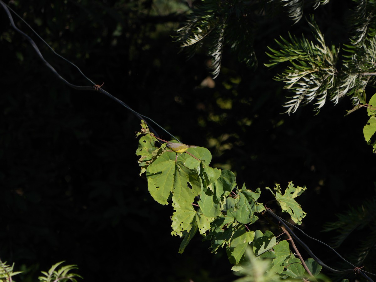 Gray-hooded Warbler - ML624823897