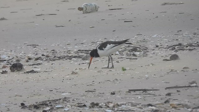 Eurasian Oystercatcher - ML624823900