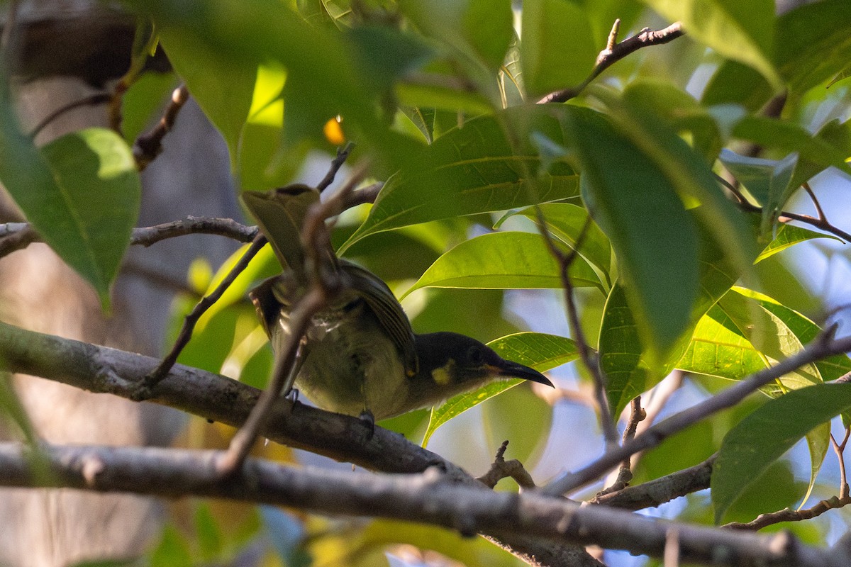 Tagula Honeyeater - Yann Muzika