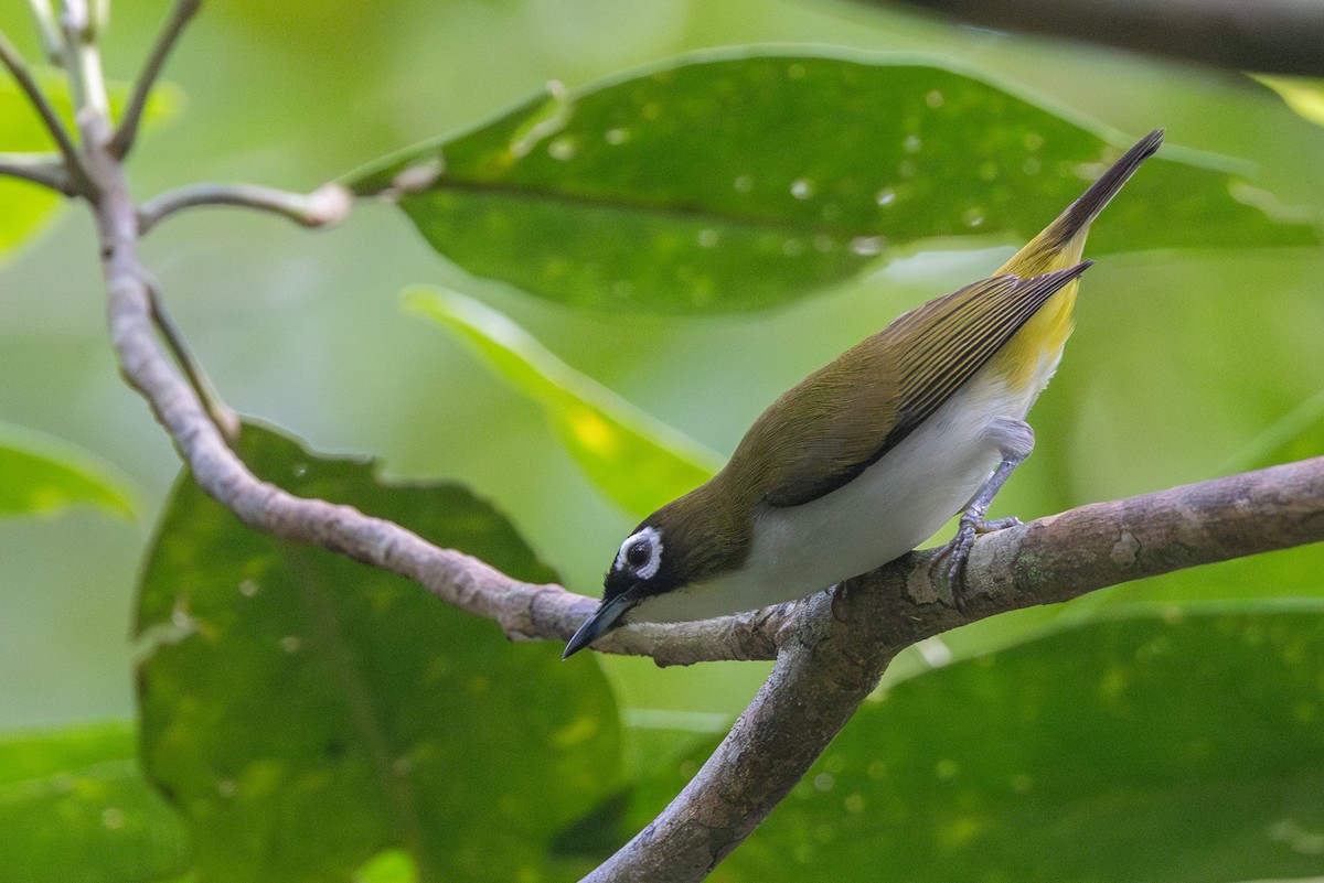 Tagula White-eye - Yann Muzika