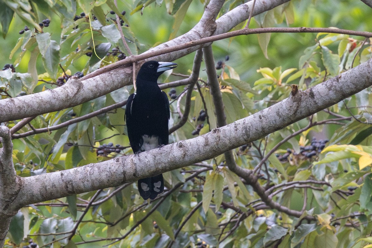 Tagula Shrikethrush - ML624824006