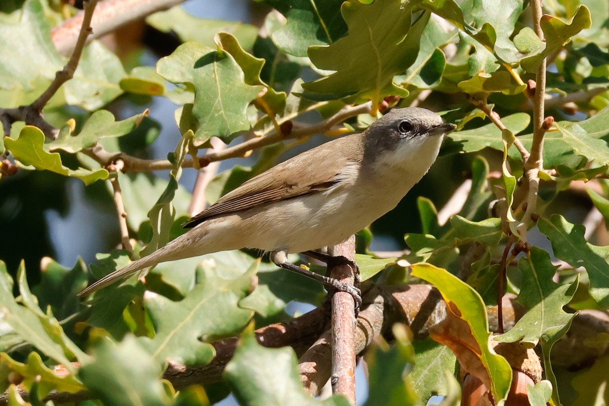 Lesser Whitethroat - ML624824054