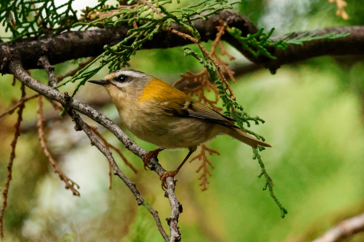 Common Firecrest - ML624824058