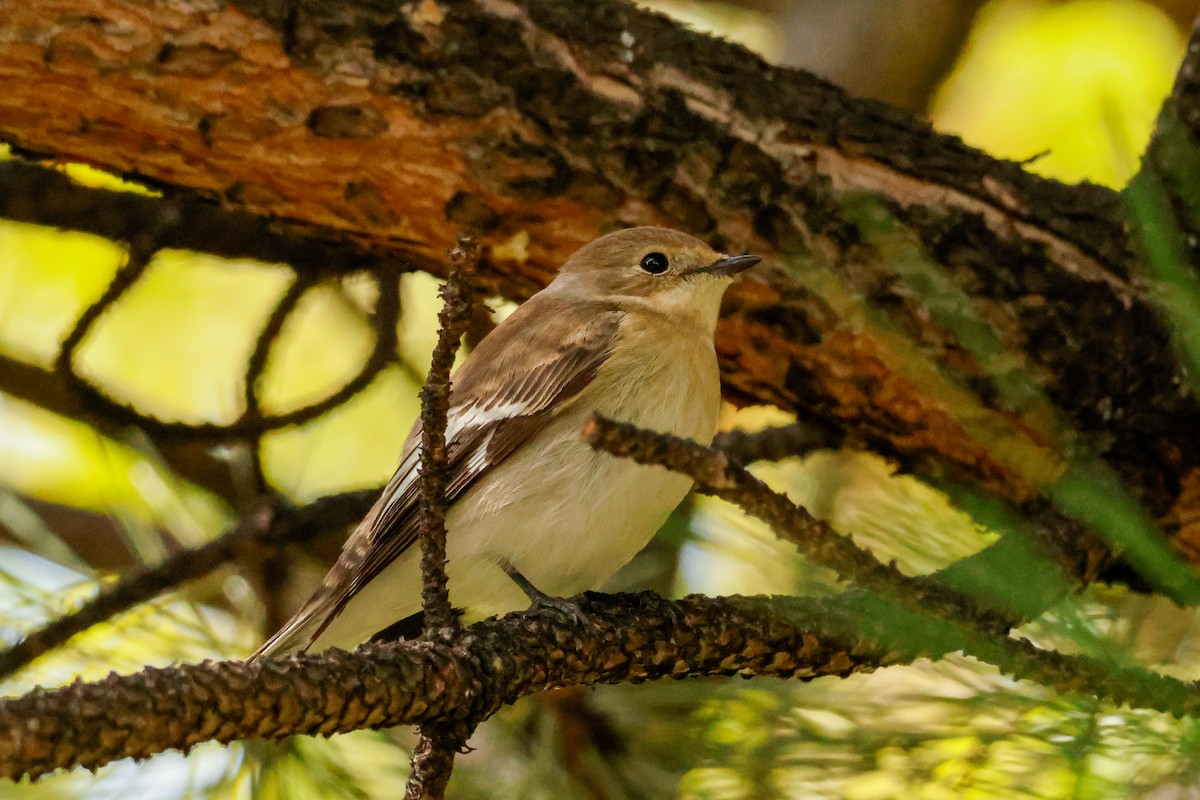 Collared Flycatcher - ML624824073