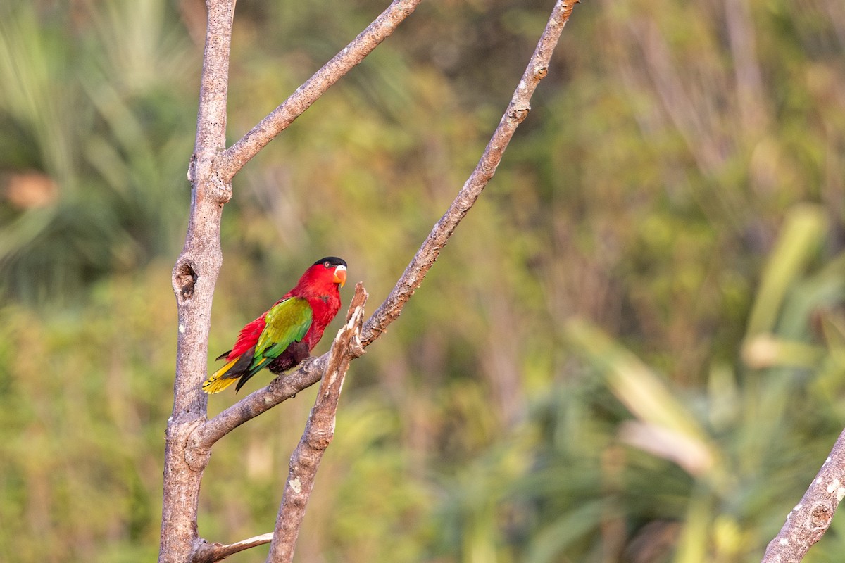 Purple-bellied Lory - ML624824120