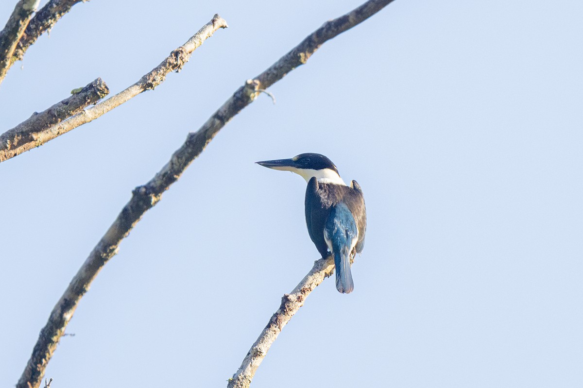 Colonist Kingfisher - ML624824178