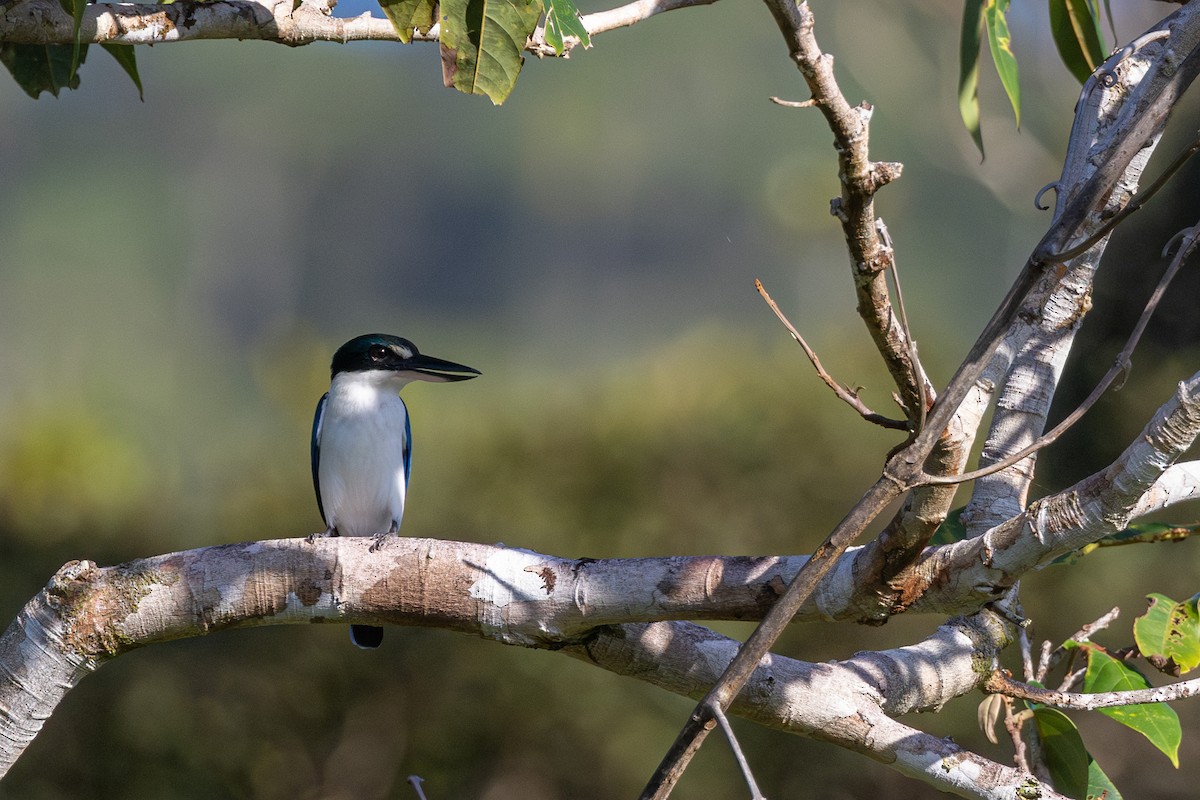 Colonist Kingfisher - ML624824179