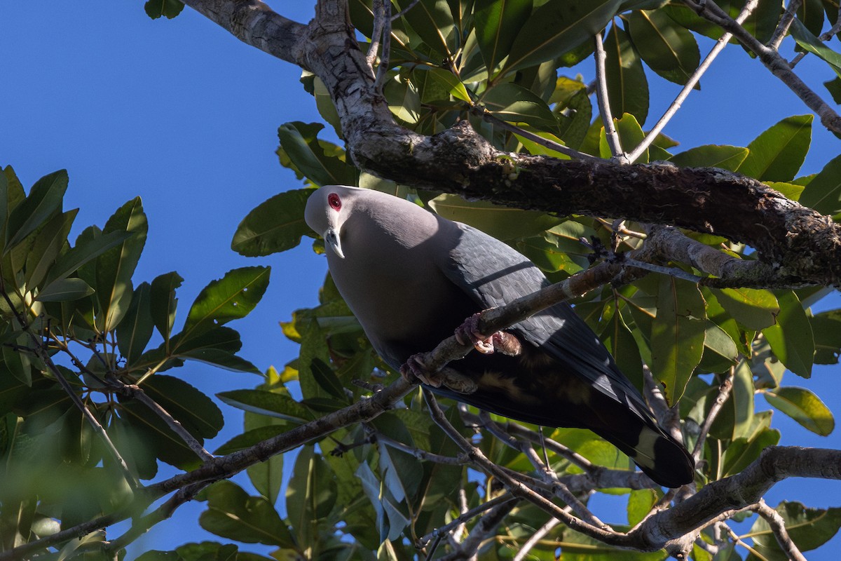 Pinon's Imperial-Pigeon (Pink-headed) - ML624824182