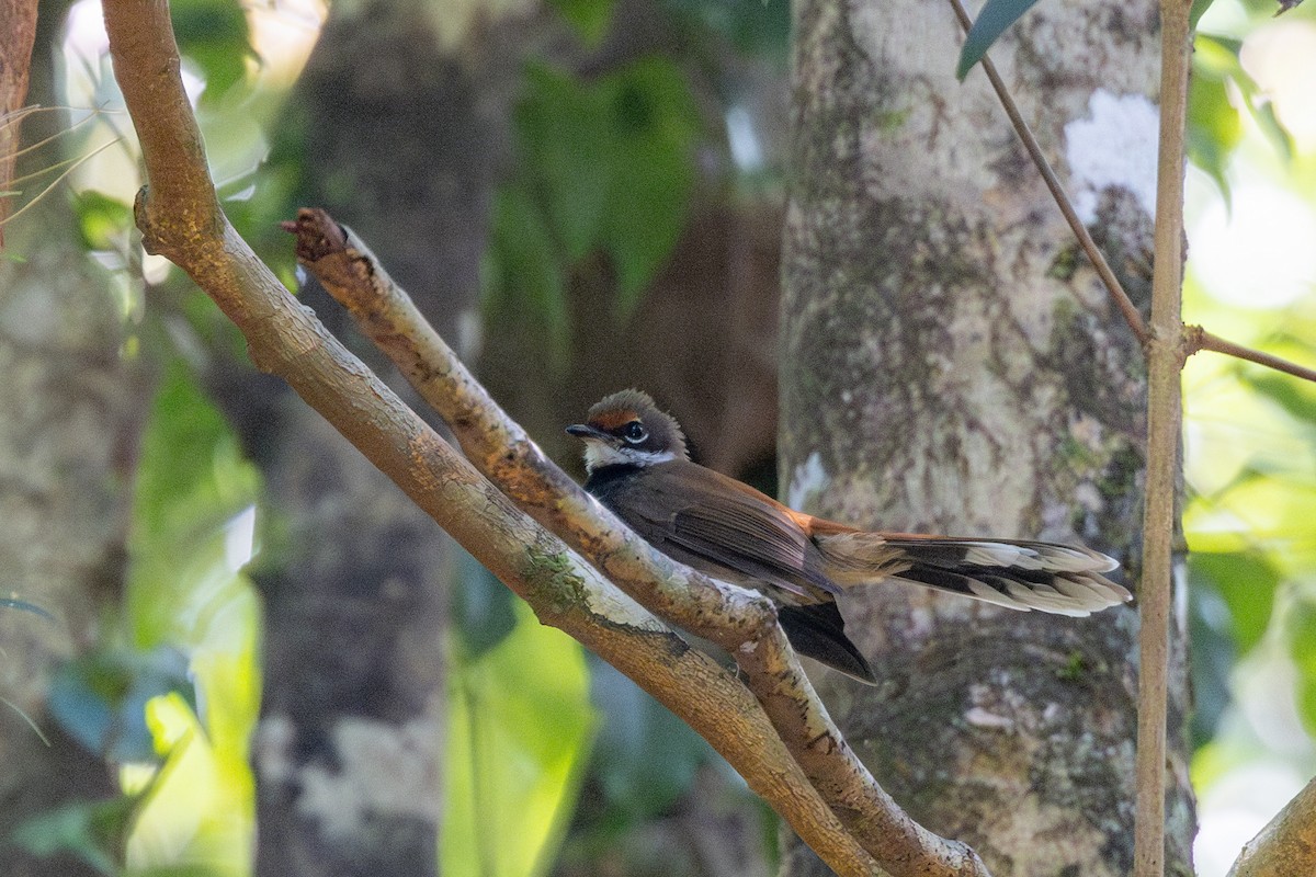 Louisiade Fantail - ML624824197