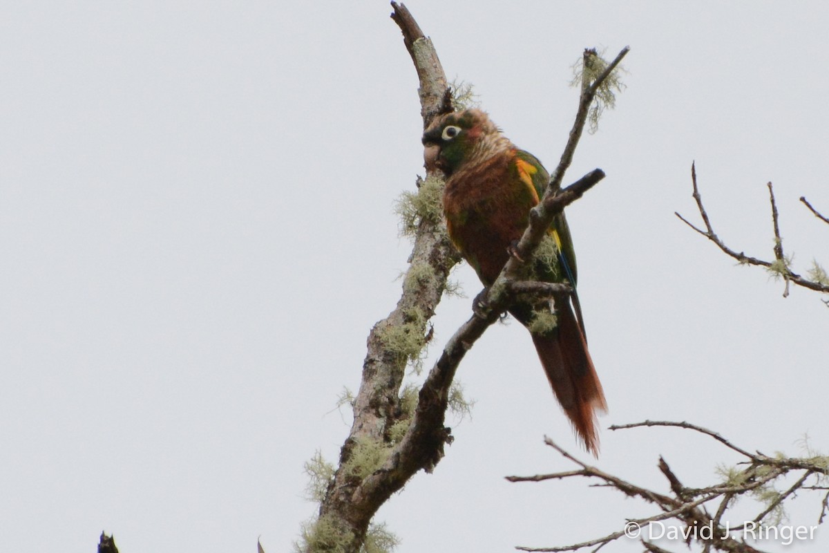 Brown-breasted Parakeet - David Jeffrey Ringer