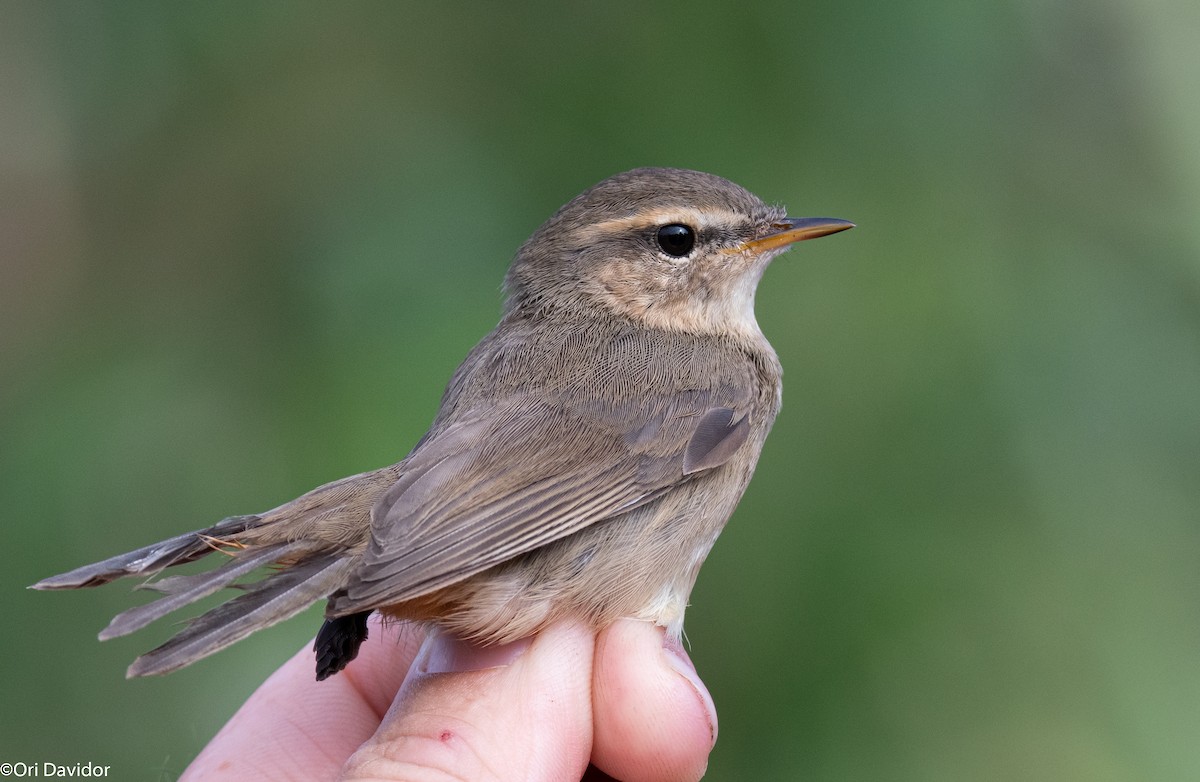 Dusky Warbler - ML624824407