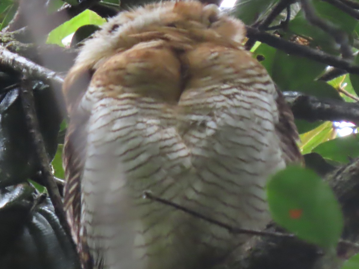 Brown Wood-Owl (Bornean) - ML624824456