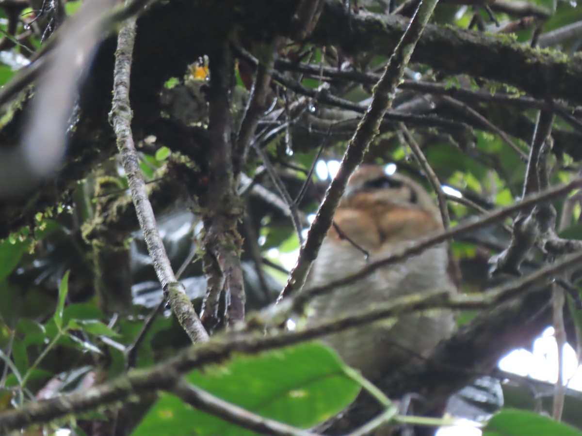 Brown Wood-Owl (Bornean) - ML624824457