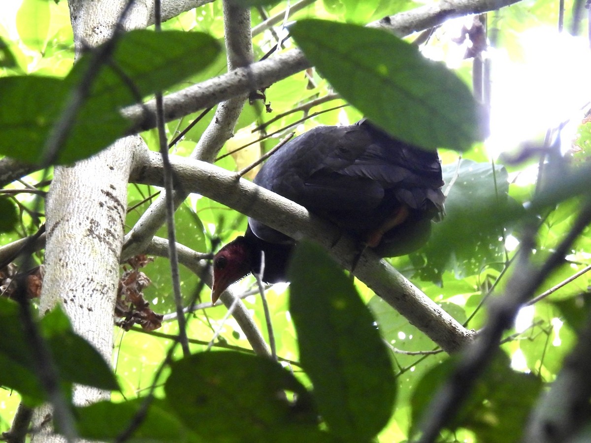 Vanuatu Megapode - ML624824516