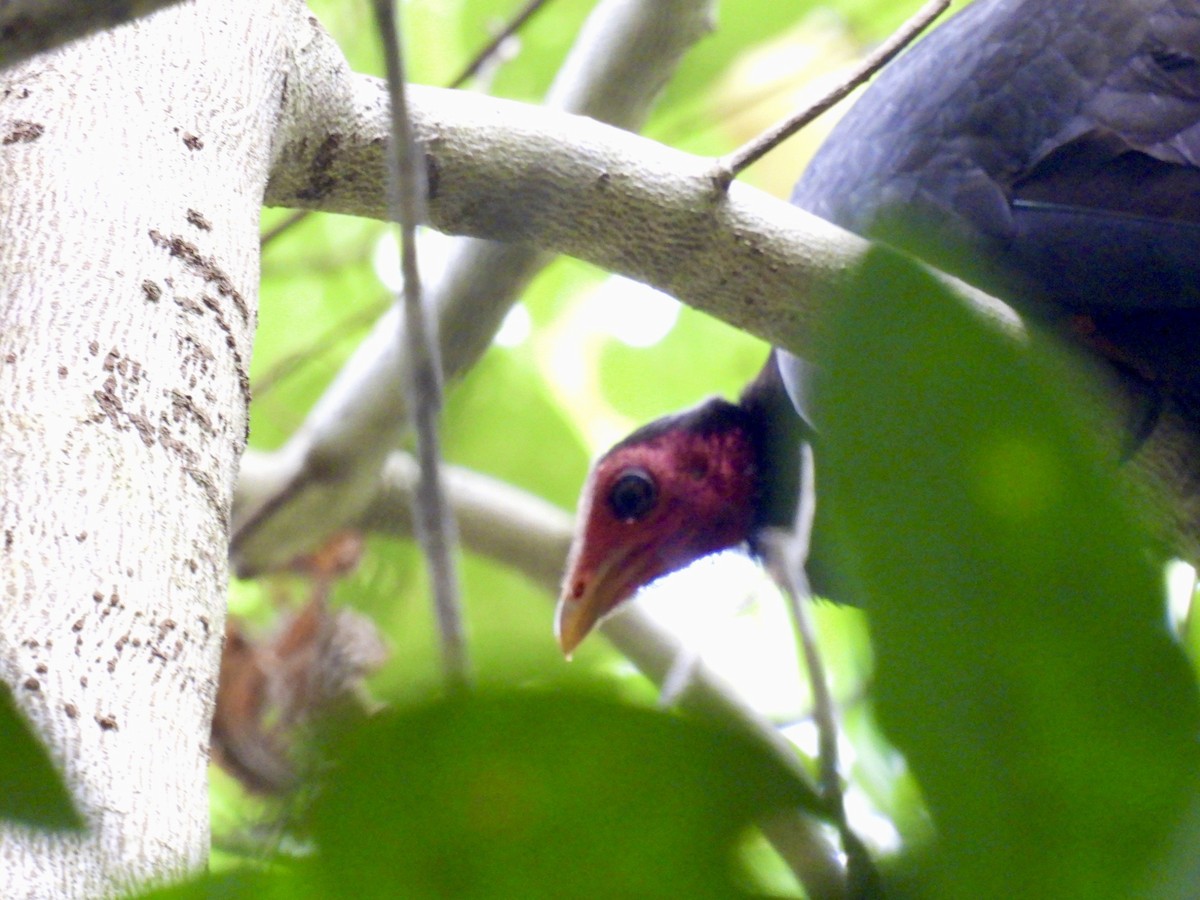 Vanuatu Megapode - ML624824518