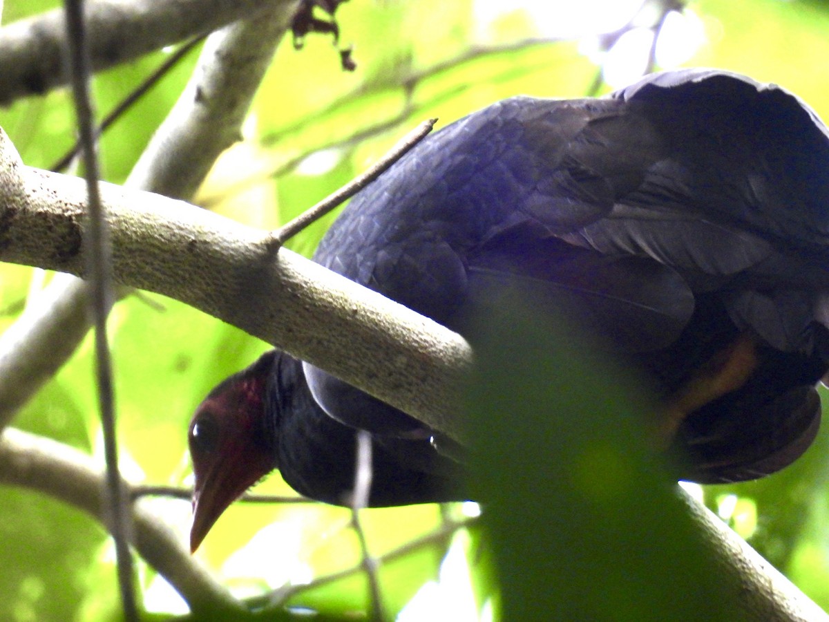 Vanuatu Megapode - ML624824519