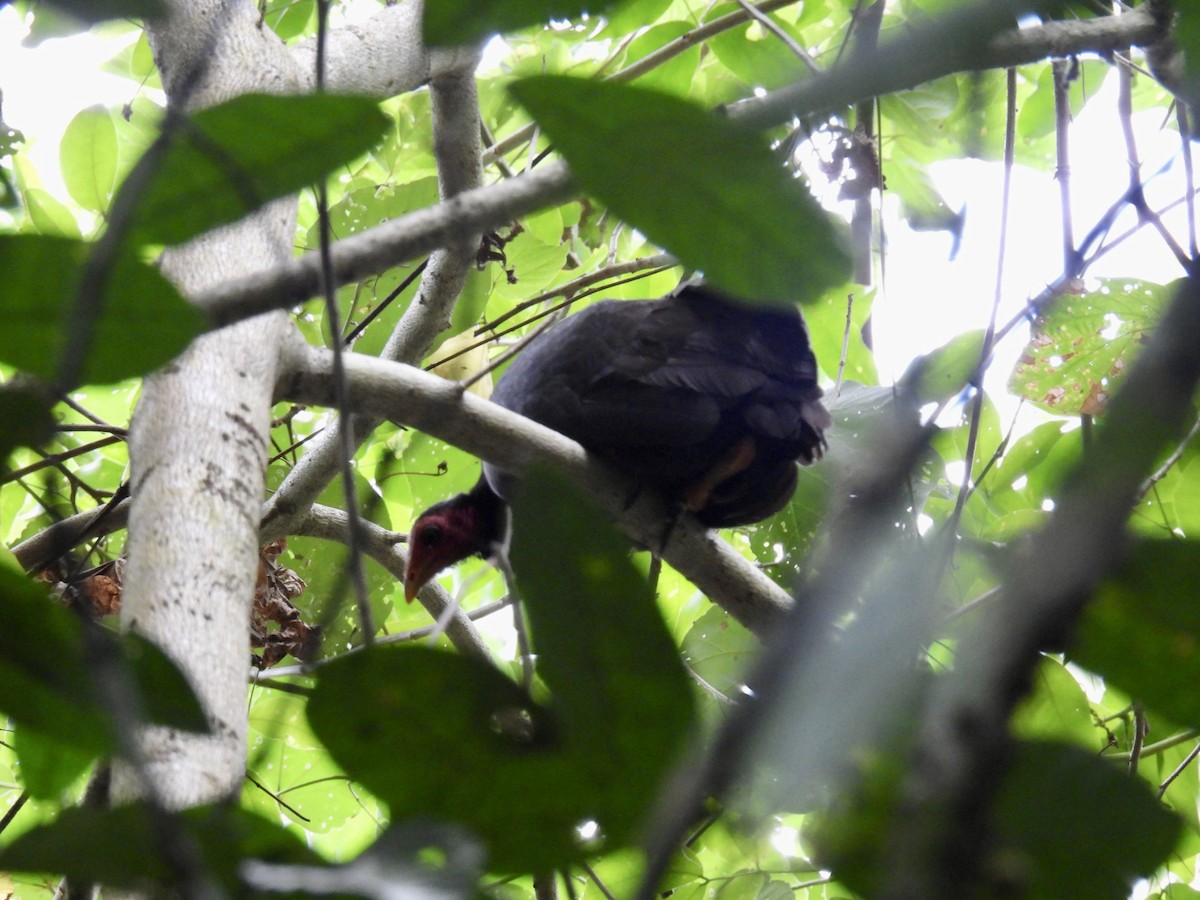 Vanuatu Megapode - ML624824520