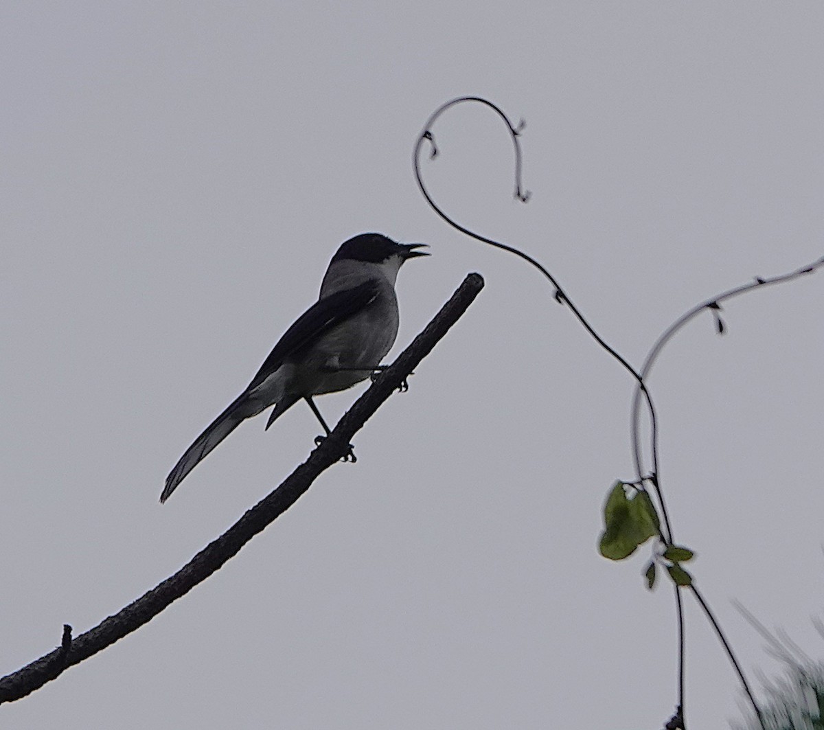 Black-headed Sibia - Andrew Malley